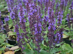 Stäppsalvia 'Blaukönigin'